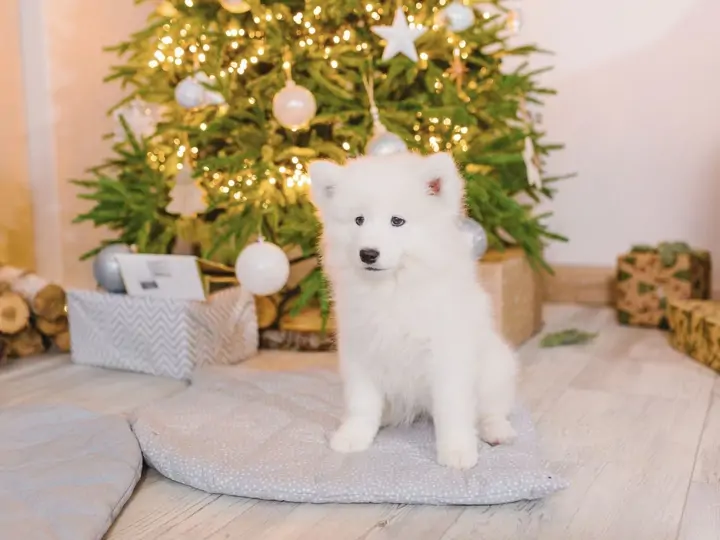 Tipy na dárky pro pejskaře a jejich psy