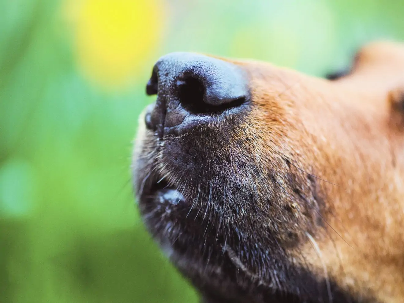 Jak pes využívá čich (a jak ho podpořit)