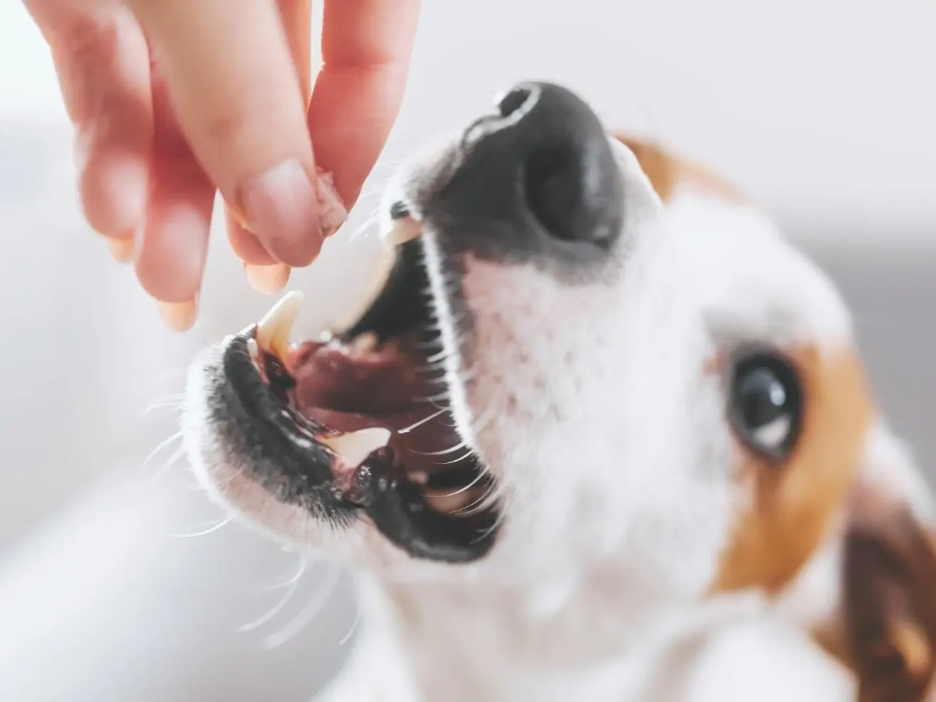 Pes potřebuje častěji slyšet ANO, než NE