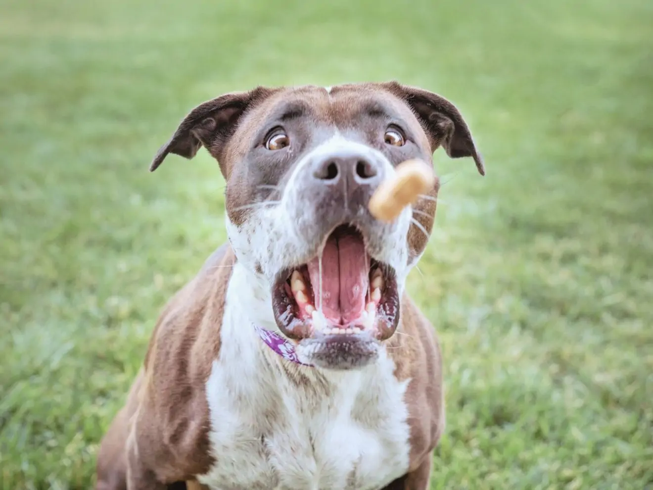 “Chytej” jako finta pro krizi