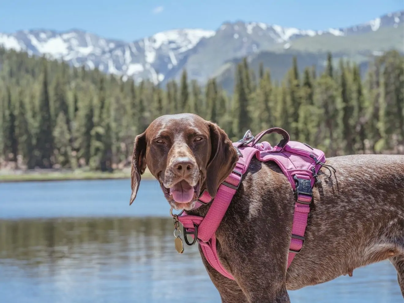 Chytání za postroj – proč to potřebujete?