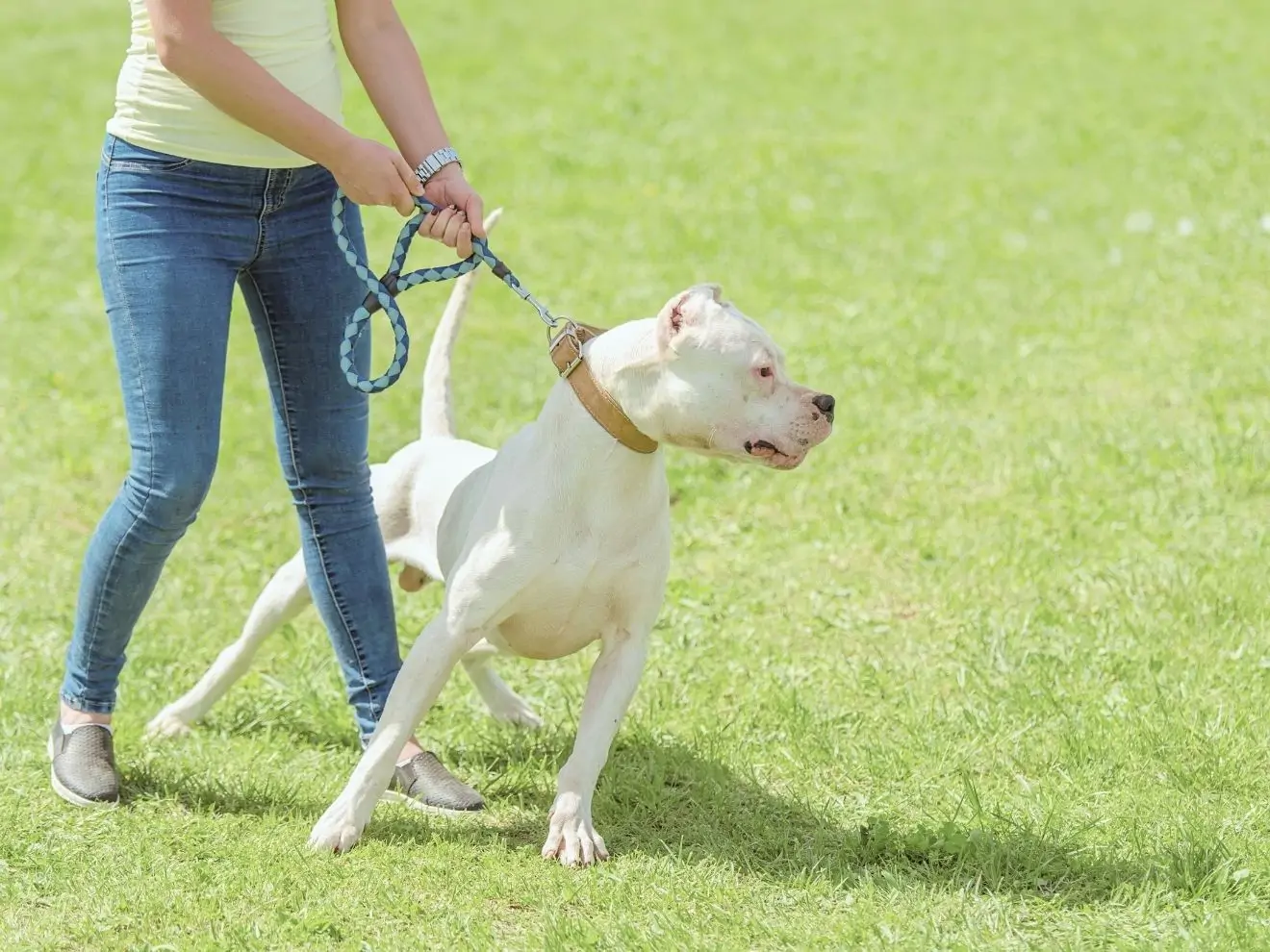 Jak slušně říct: „Chyťte si toho psa!“