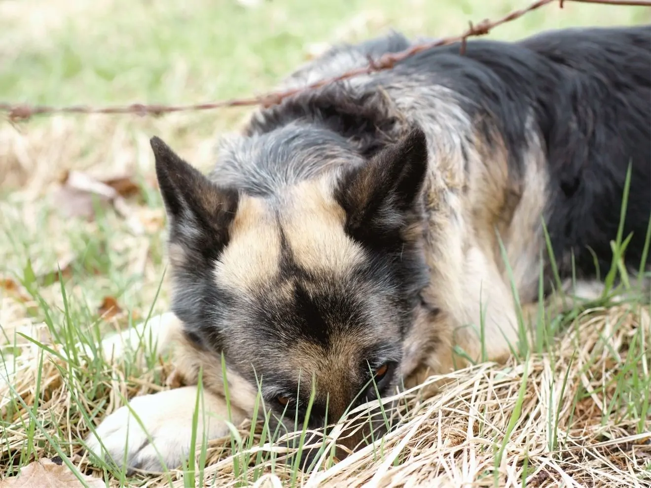 Co když si nebere pamlsky?