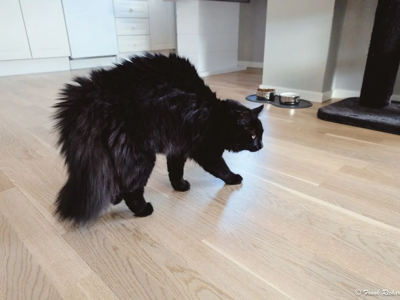 Proč se kočky perou po příchodu z veteriny?