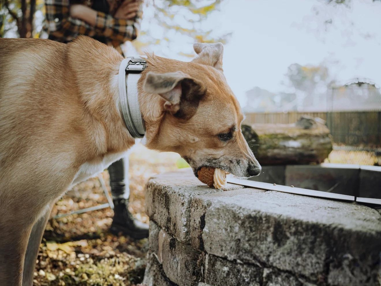Co když pes sežere, co nemá?