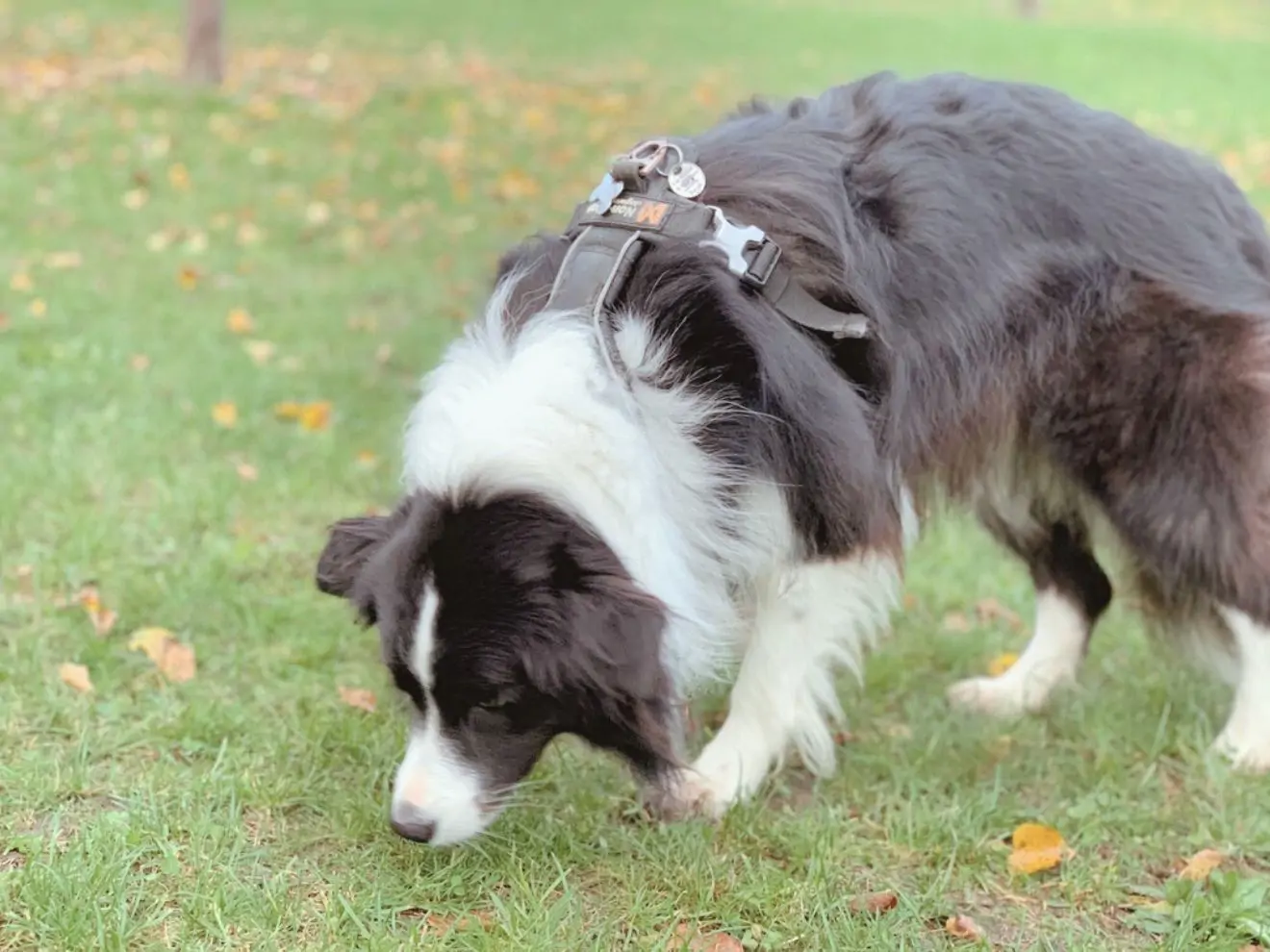 7 čichových aktivit pro psa – kterou zvolit?