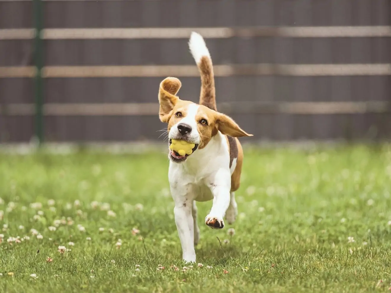 Jak zlepšit přivolání (5) – Odměny