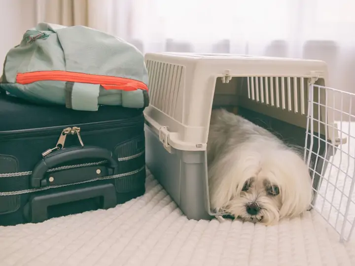 Hlídání psů vs psí hotel - jak najít ten správný?