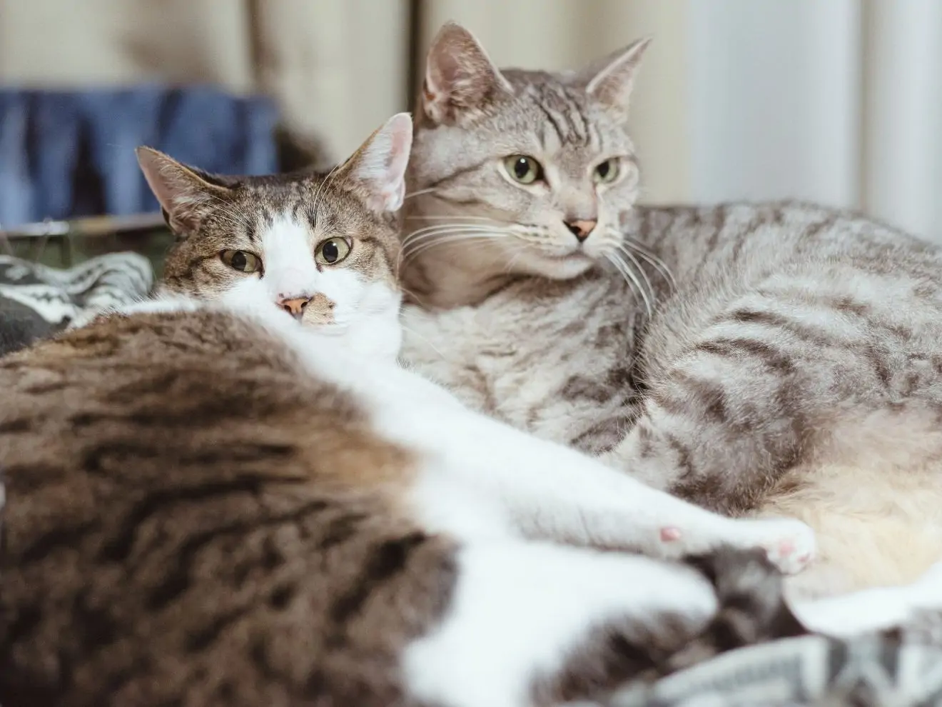 Kočičí parťáci a proč není kámoš jako kámoš