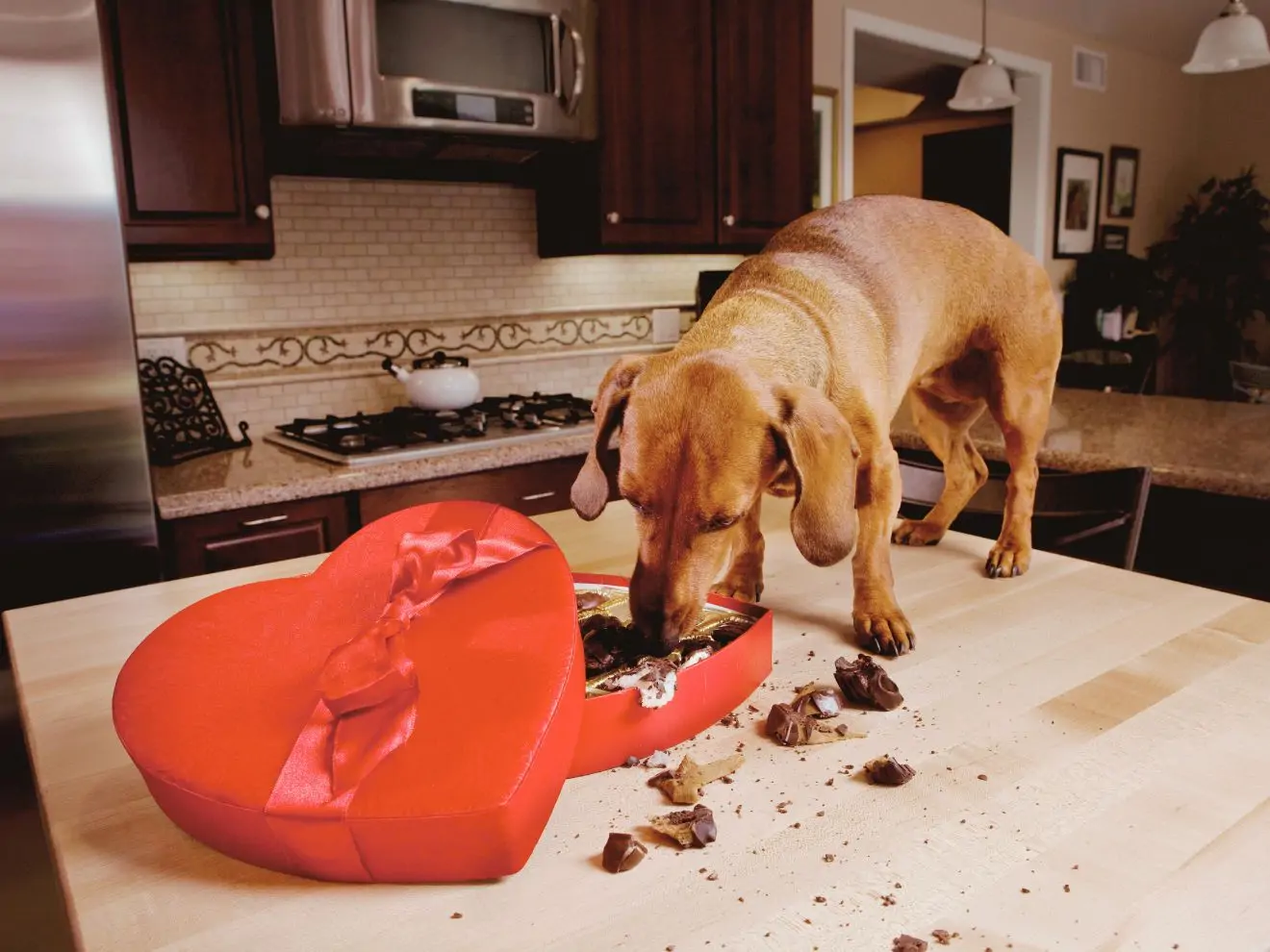 Proč pes nesmí čokoládu?