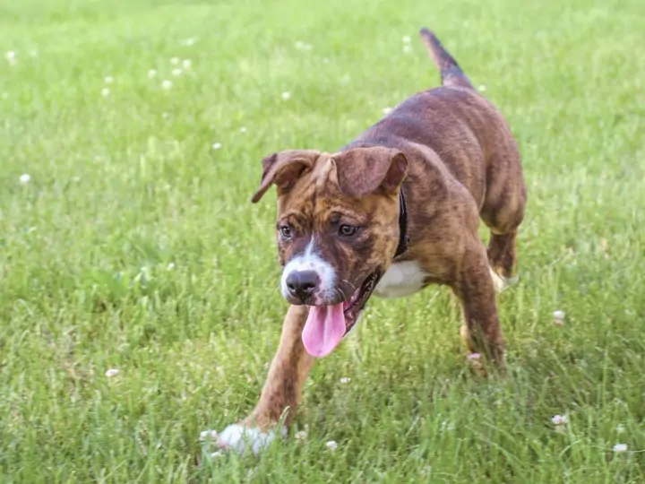 Bull plemena - vše, co potřebujete vědět