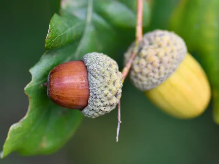 Co když pes sežere žalud? Může mu jít o život?