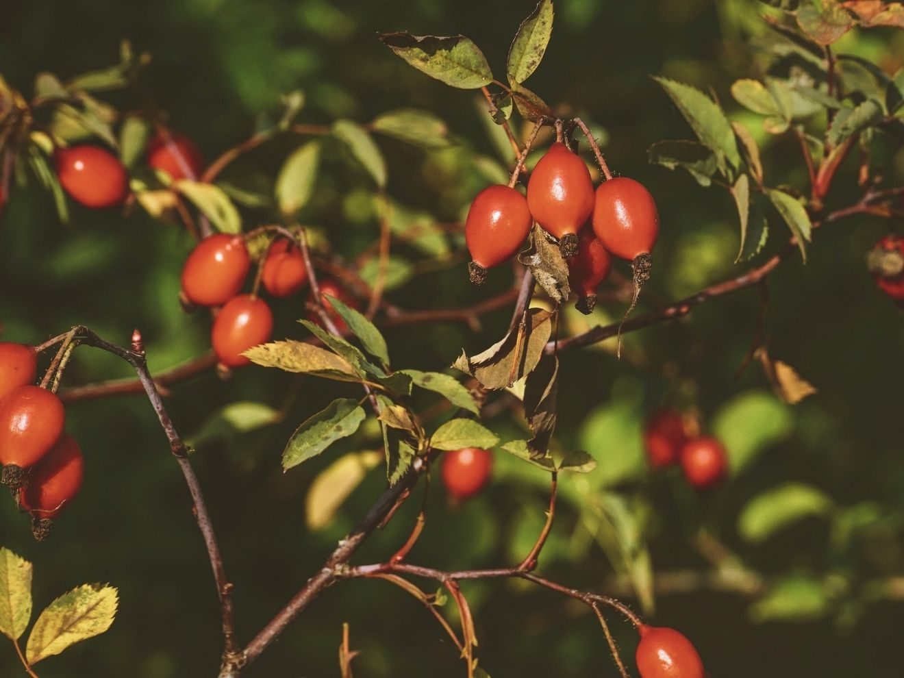 Jak podpořit na podzim psí imunitu?