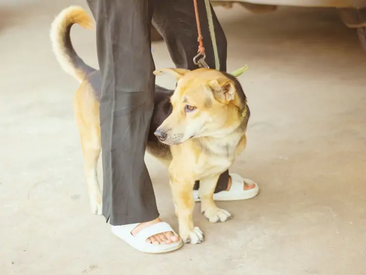 Domeček – první věc, kterou pejska naučte