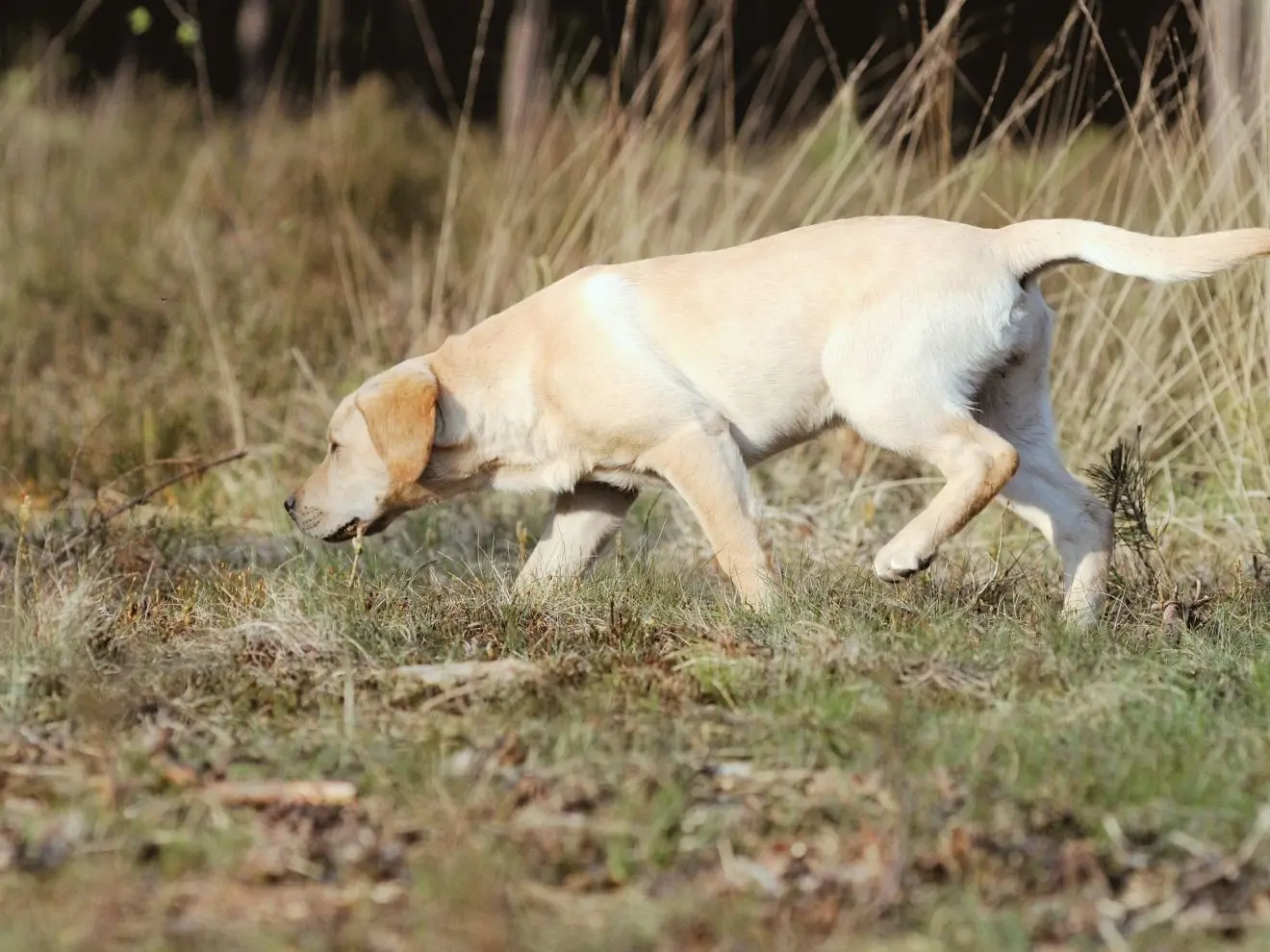 “Hledej” jako další finta pro krizi