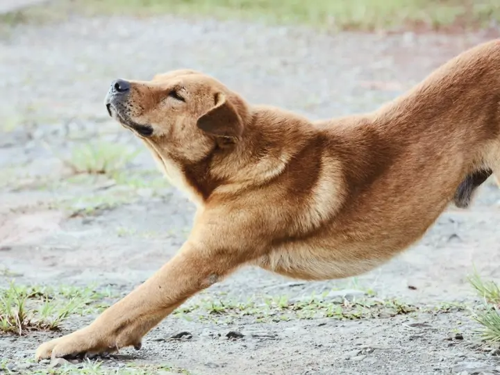 Protahování (strečink)