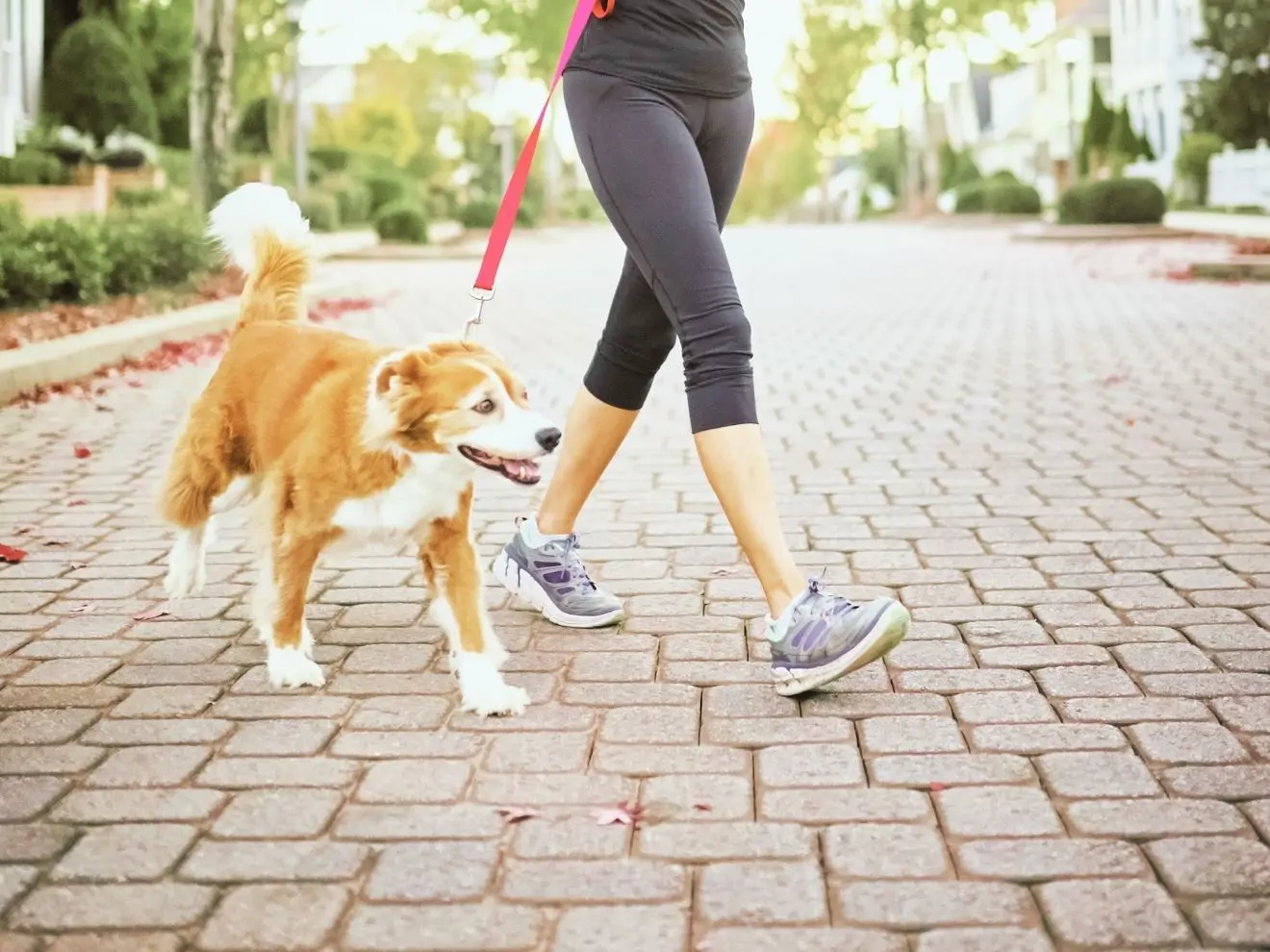 Chůze u levé i pravé + otočka s bariérou
