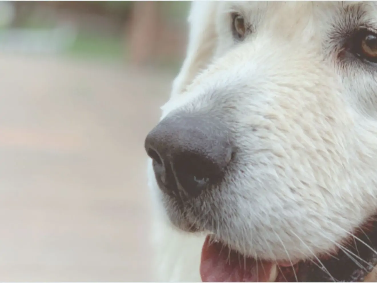 7 zajímavostí o psím čichu