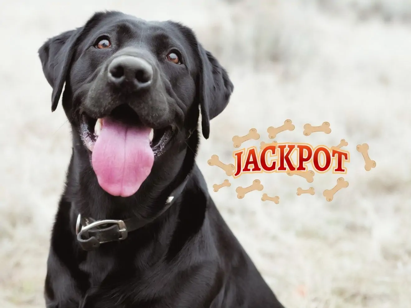 Jak zlepšit přivolání (1) – Jackpot