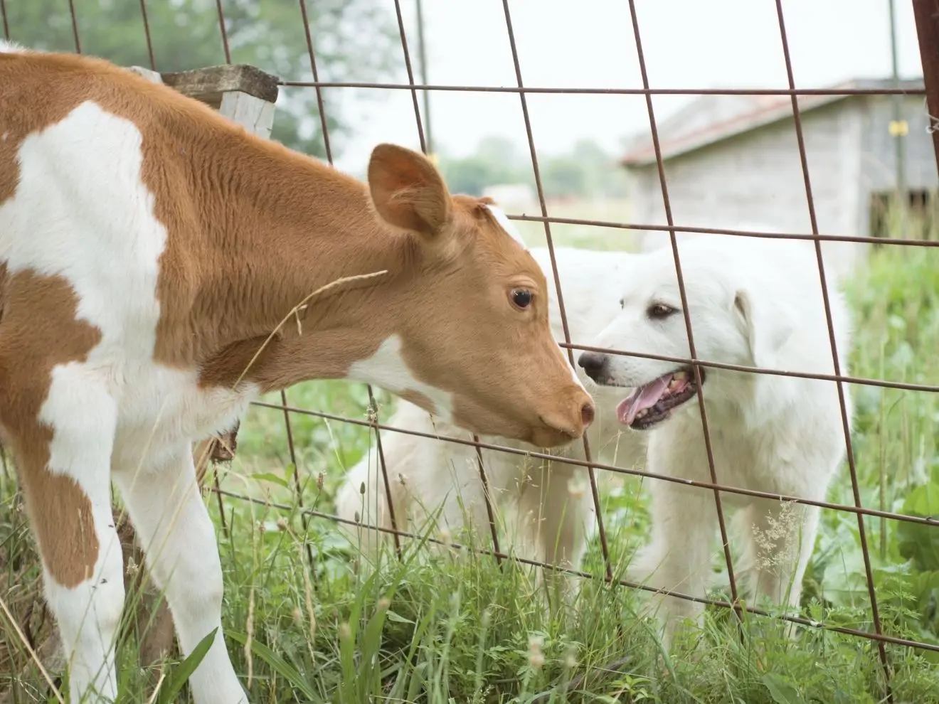 Bariéry jako klíč k úspěchu