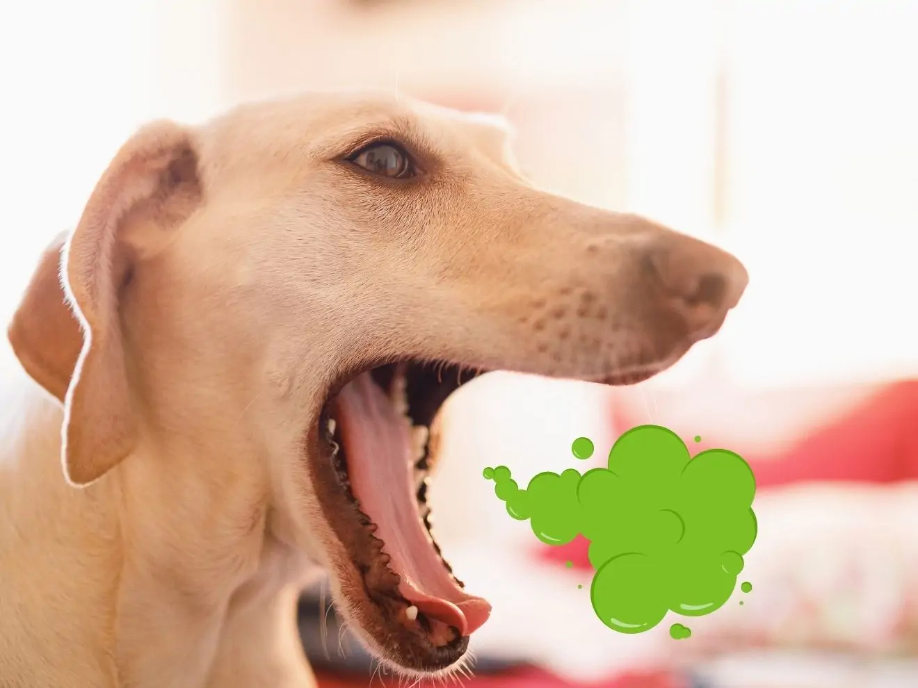 Zápach z tlamy - co s ním?