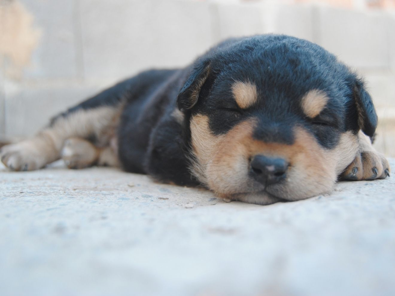 Jak dlouho spí pes?