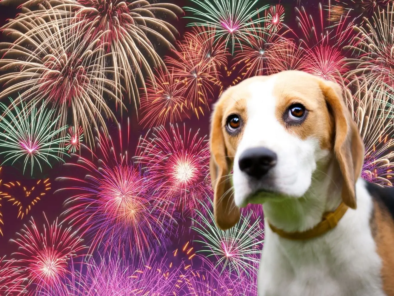 Silvestr - jediný článek, který potřebujete přečíst pro pohodu s vaším psem