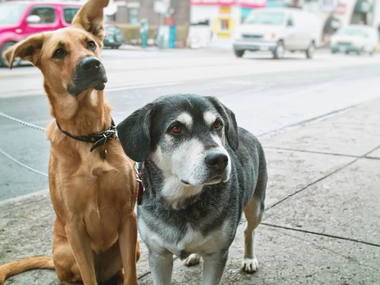 8 otázek, než si pořídíte dalšího psa