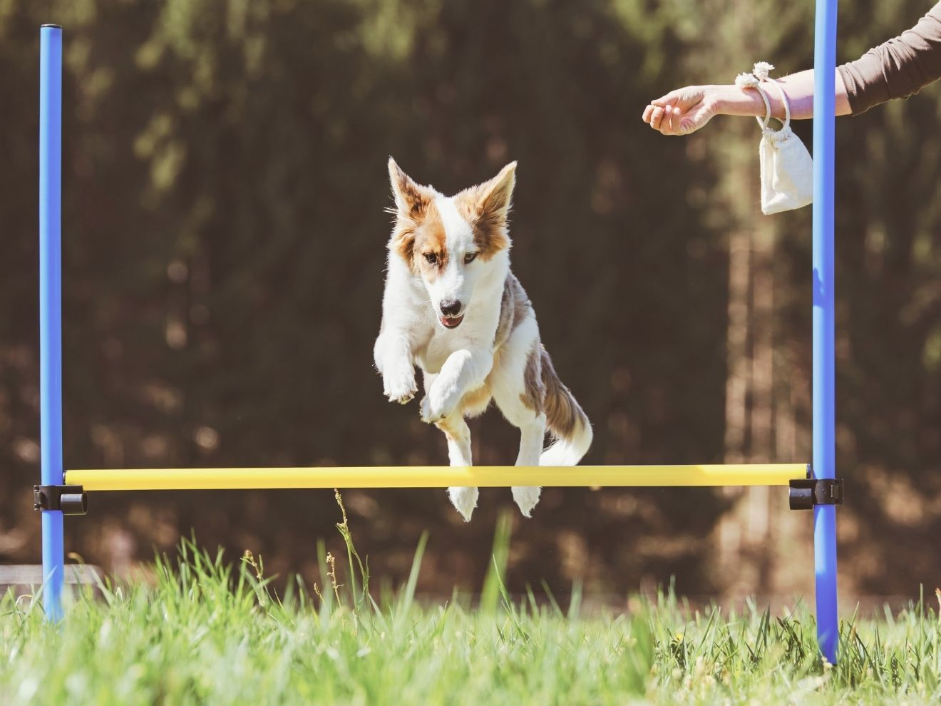 Skoky v agility