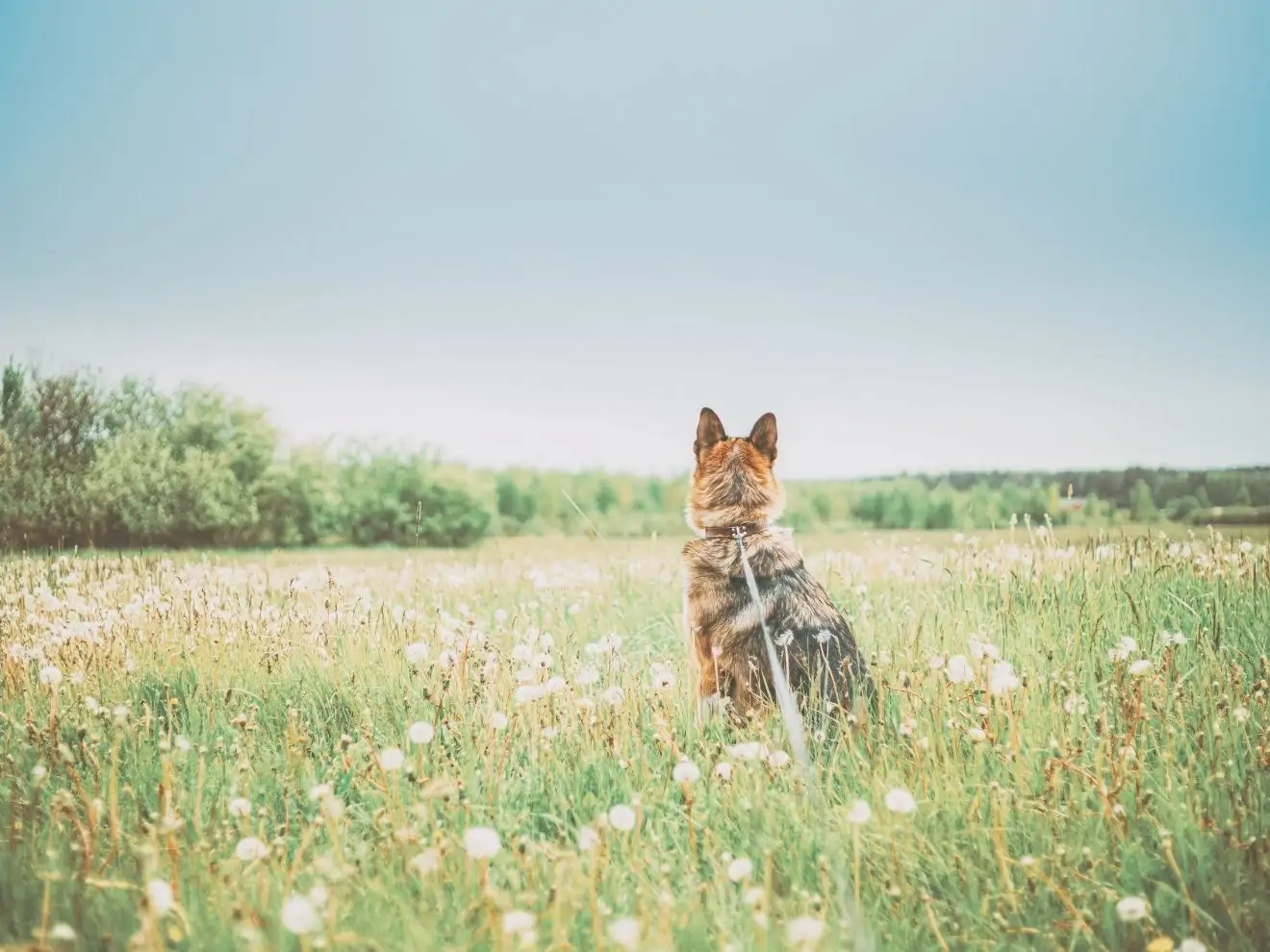 Desenzitizace a odměny z prostředí