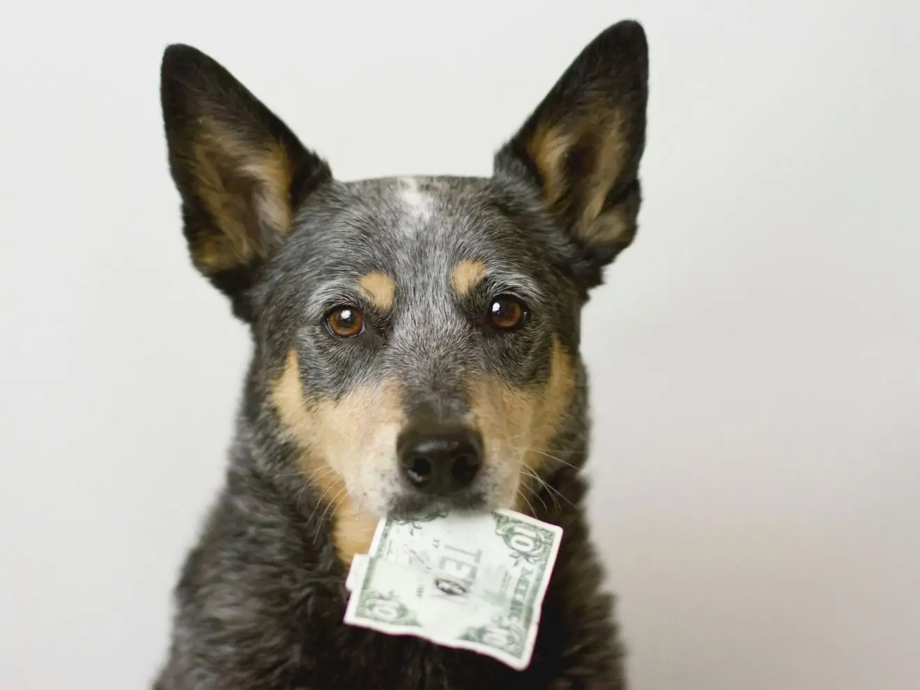 Kdy se platí poplatek za psa