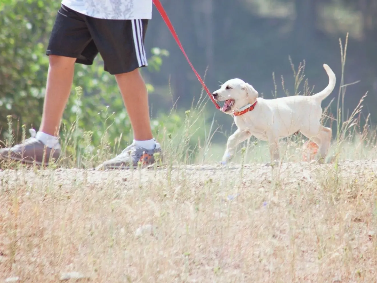 „Kéž by na procházkách poslouchal stejně jako při tréninku“