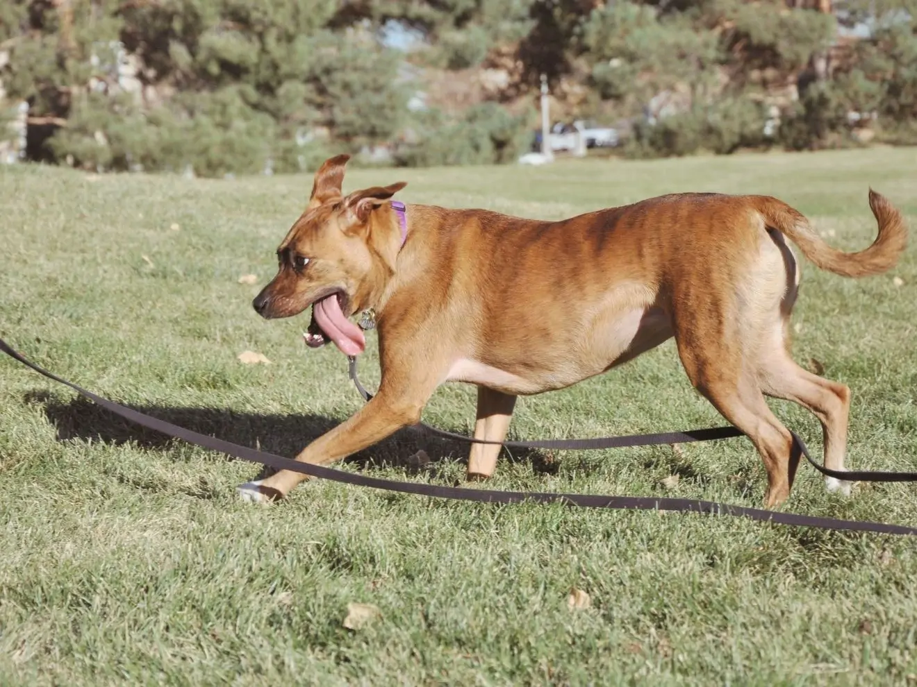 Jak zlepšit přivolání (3) – Vodítko