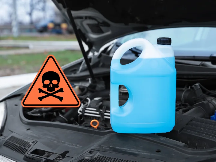 Tiché zimní nebezpečí: nemrznoucí kapalina zabíjí