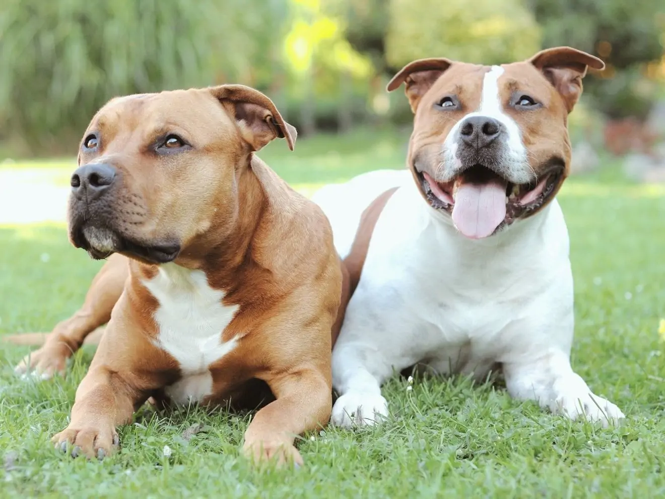 Sporty pro bull teriéry