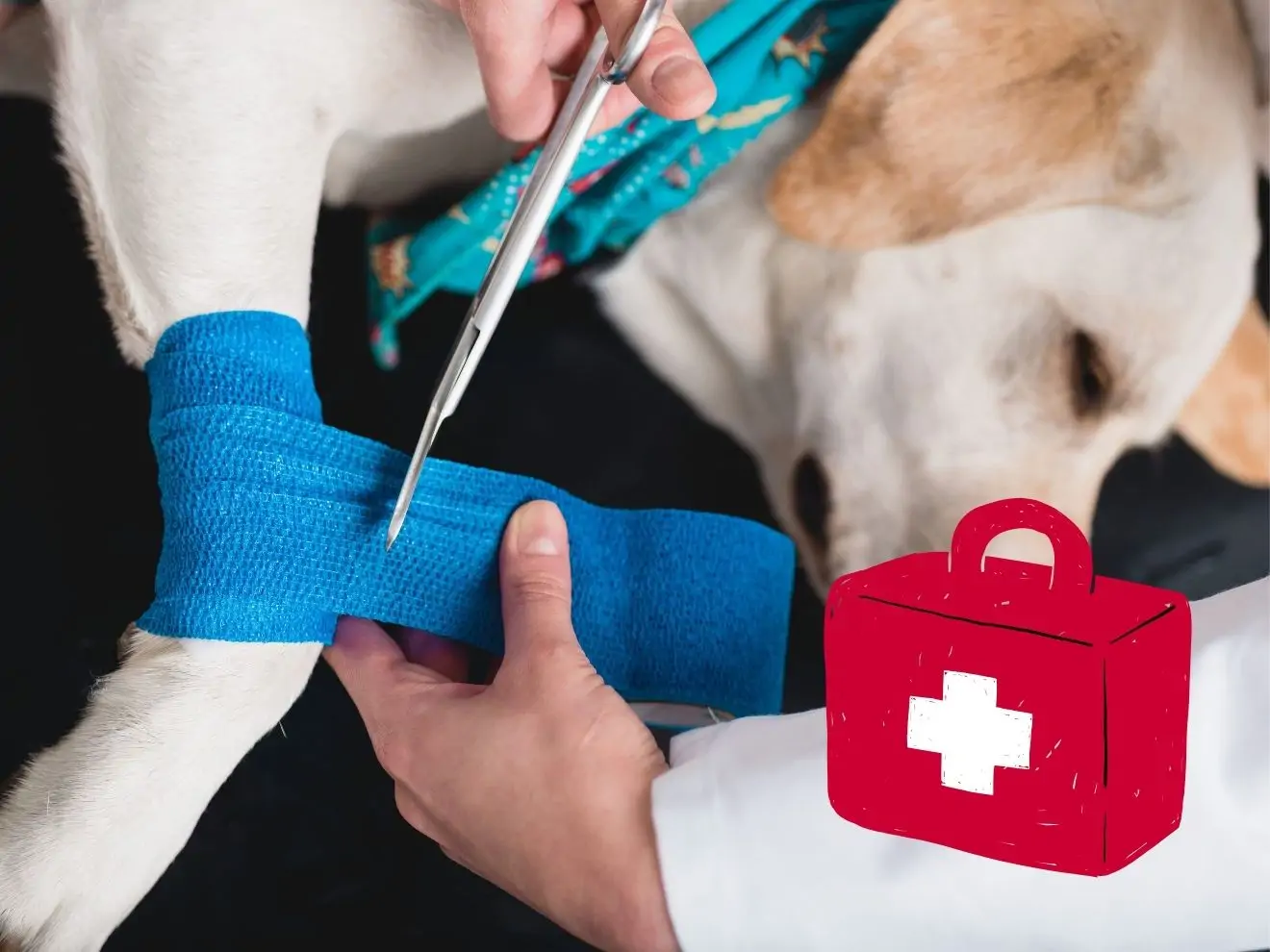 První pomoc u psa – co dělat, když se zraní?