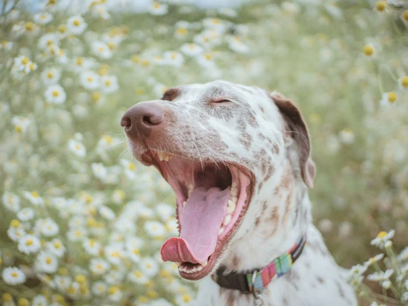 Trigger stacking, neboli střádání stresu