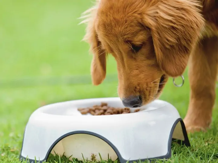 Jak často krmit štěně a čím?