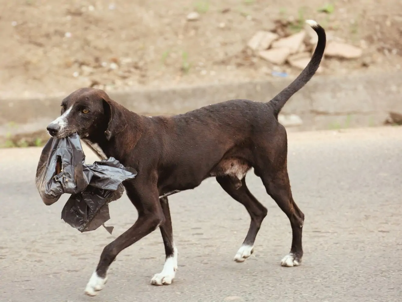 Fuj, pusť to! - sebekontrola vs zákazový povel
