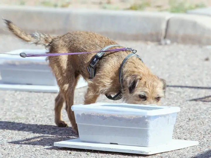 Psí čich a jeho rozmanité využití