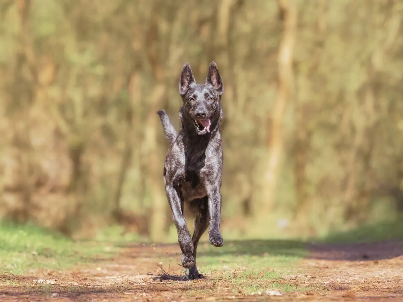 Jak zlepšit přivolání (4) – Povely