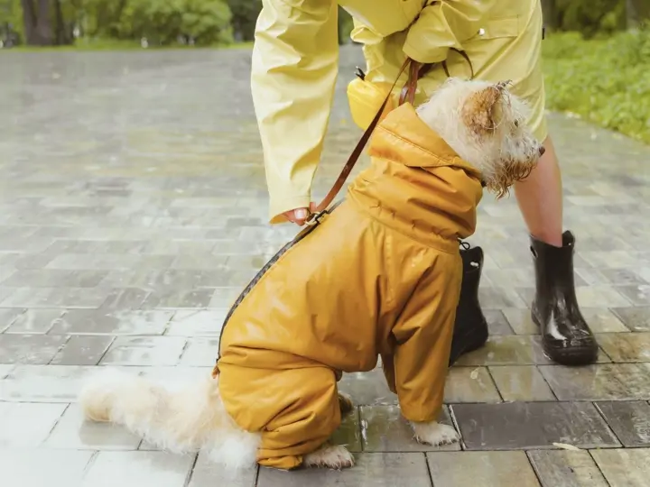 Jak psa na podzim správně obléknout?