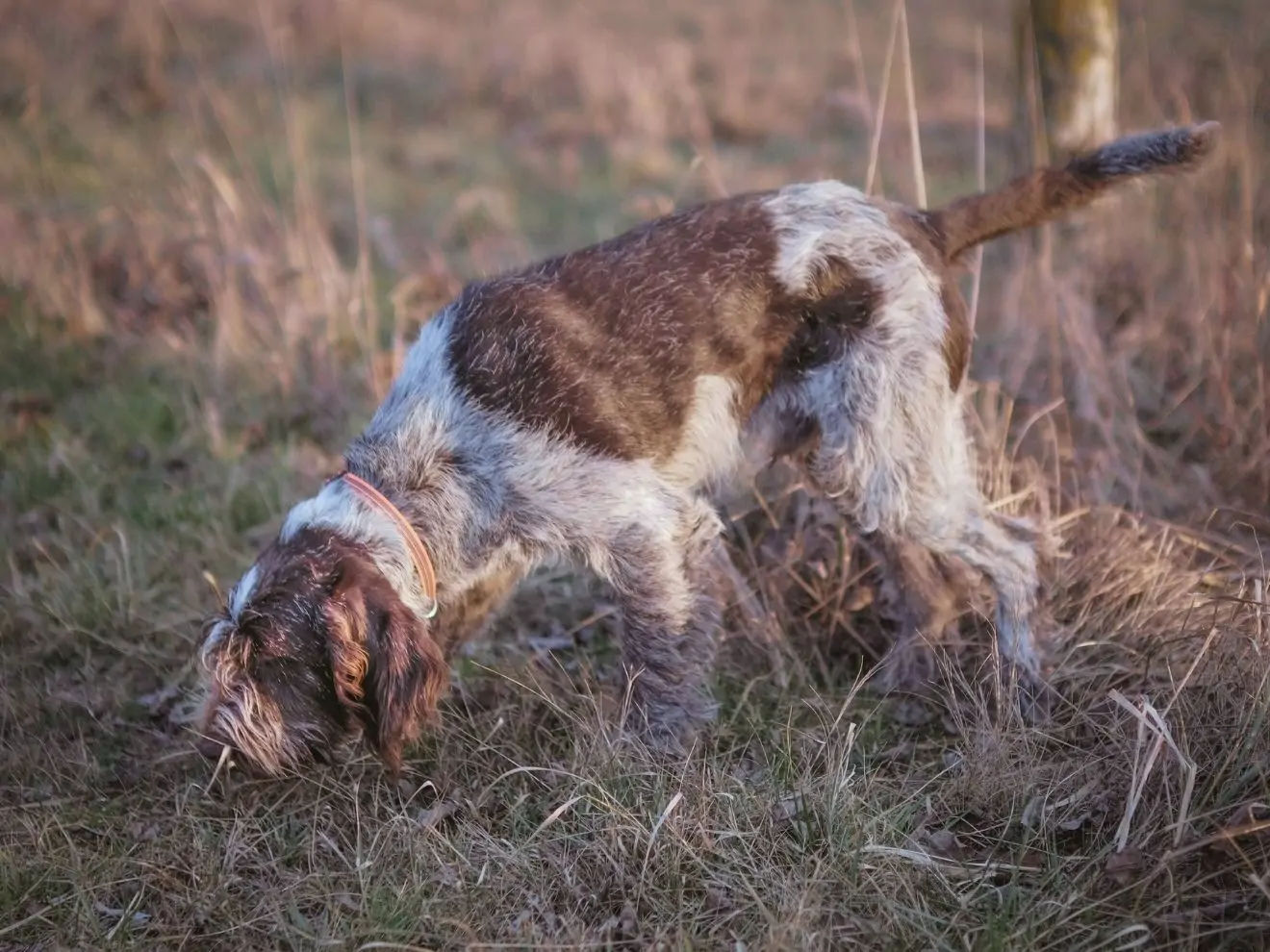 Dovolte psům čichat