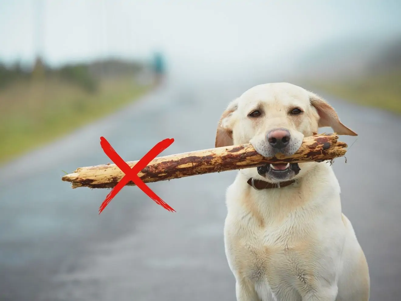 Co nikdy nedělat při výchově psa