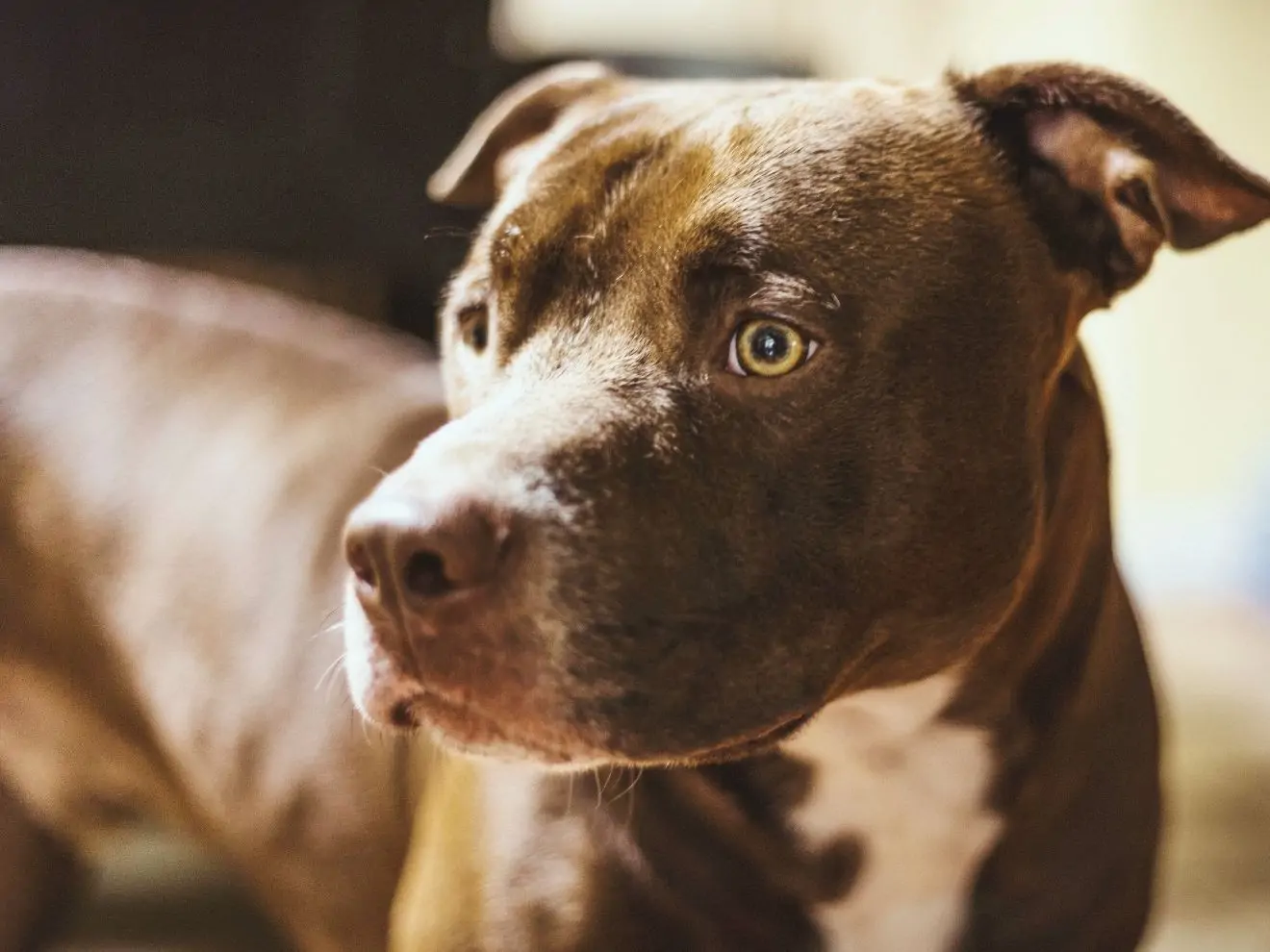 Aktivity pro bull teriéry