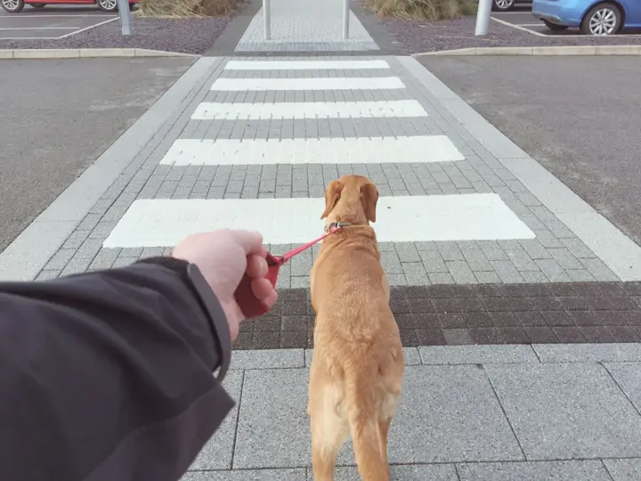 Zastavení – chování, které bych jako trenér zvířat učil všechny psy
