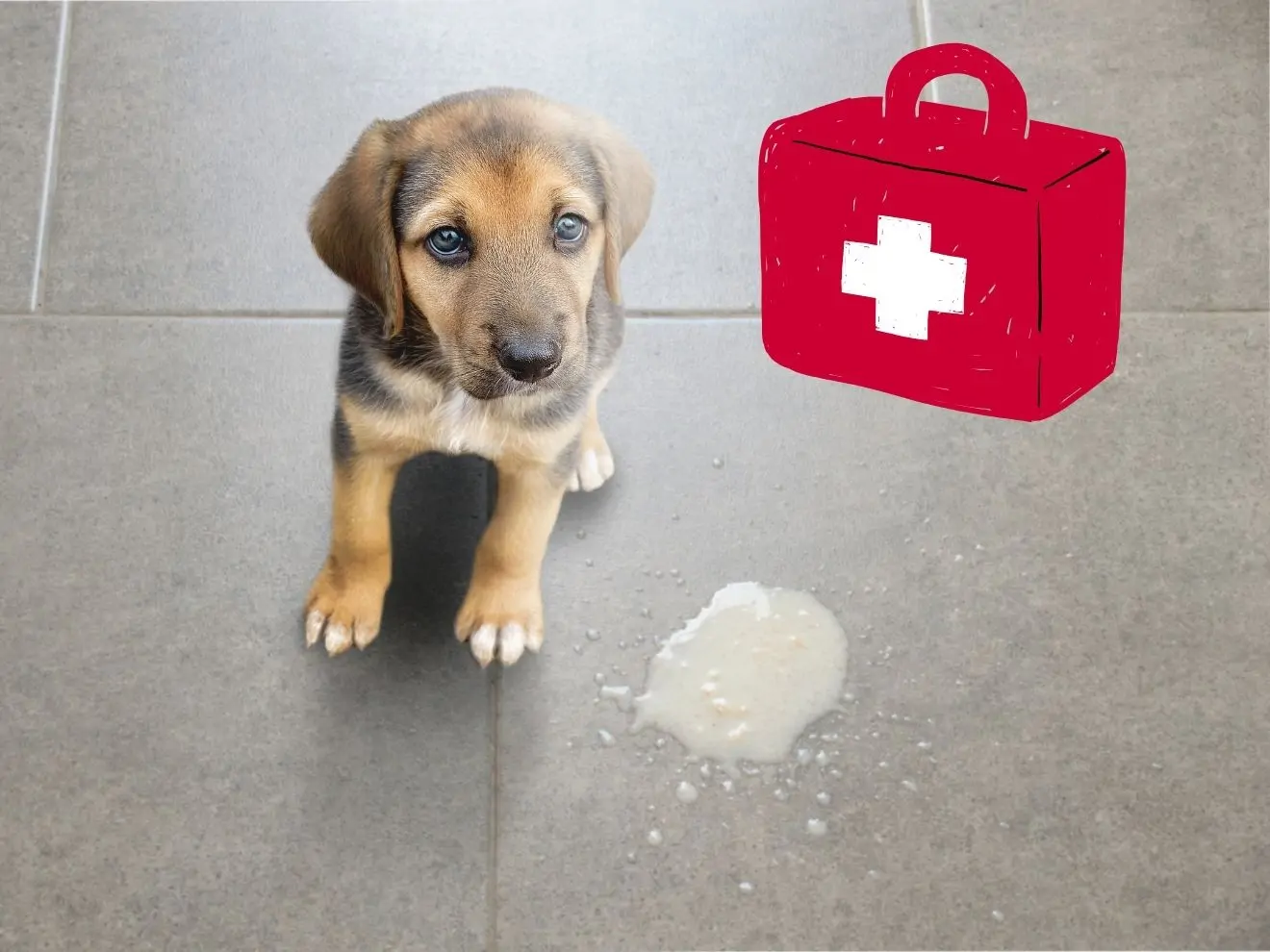 První pomoc u psa – když sežere, co nemá