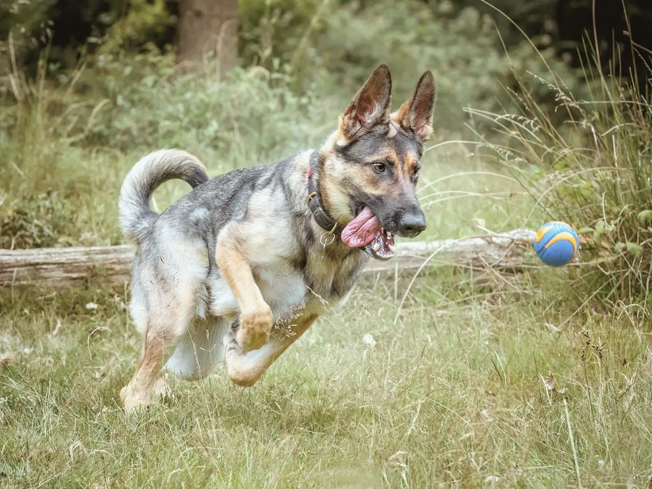 Hodit či nehodit (psovi míček)? To je, oč tu běží.
