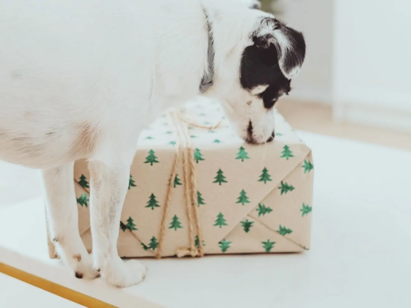 12 tipů na vánoční dárky pro pejskaře