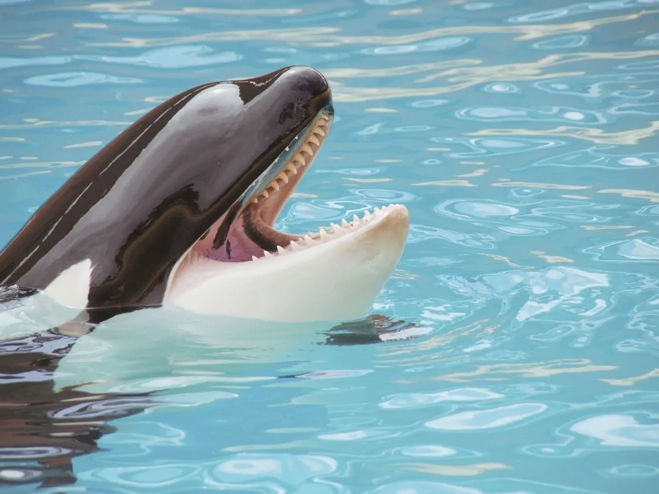 LRS – nejcitlivější způsob, jak se vypořádat s chybou v tréninku